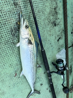 サゴシの釣果