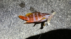 アカハタの釣果