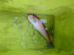 アマダイの釣果