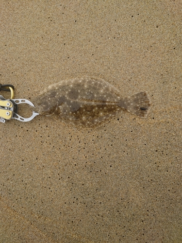 ソゲの釣果