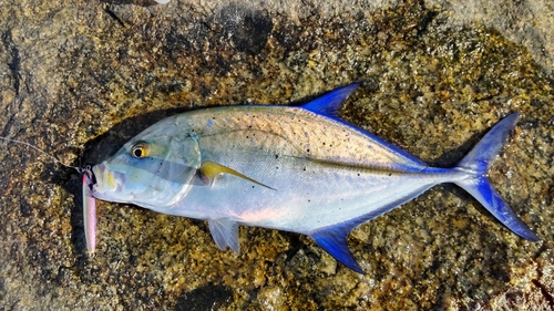 カスミアジの釣果