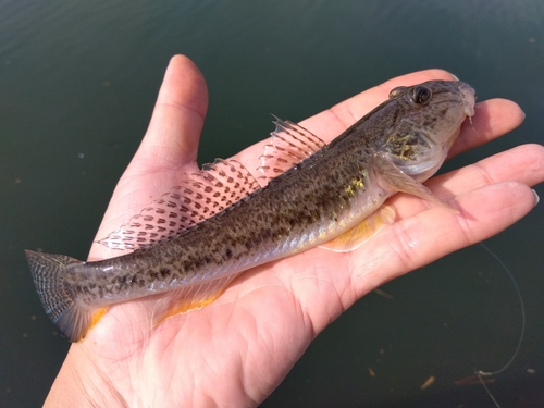 マハゼの釣果