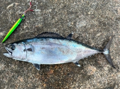 イソマグロの釣果