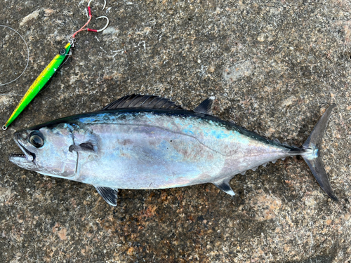 イソマグロの釣果