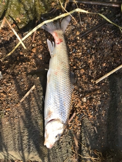 ニゴイの釣果