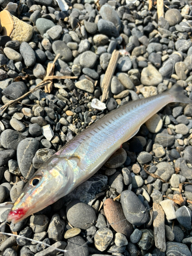 シロギスの釣果