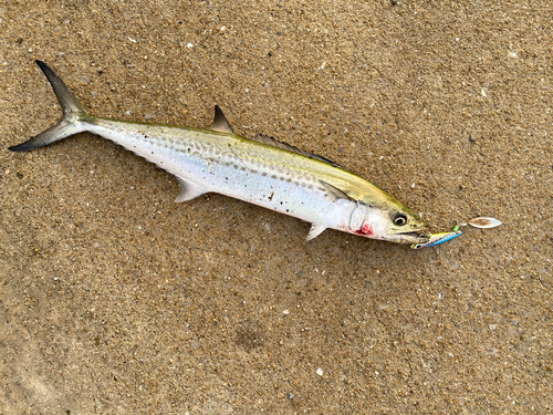 サゴシの釣果