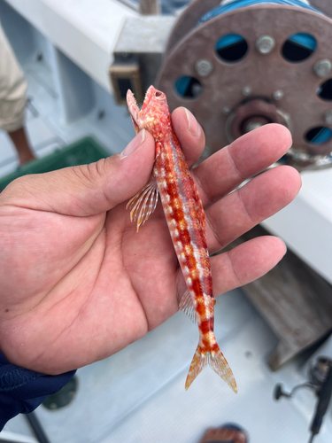 ミナミアカエソの釣果