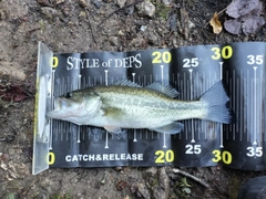 ブラックバスの釣果