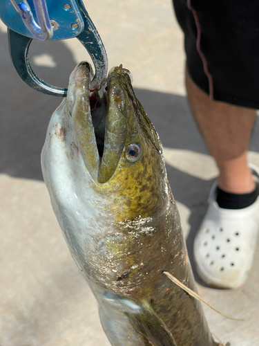 オオウナギの釣果