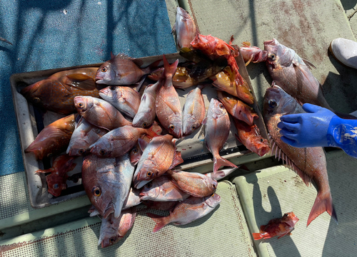 マダイの釣果