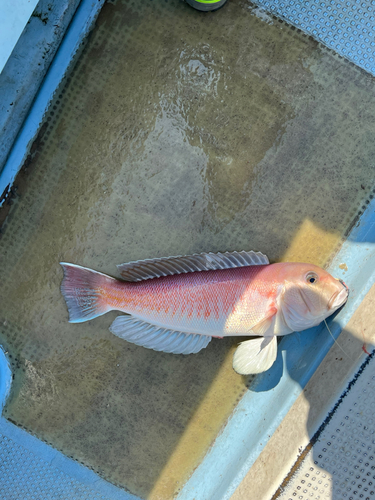 シロアマダイの釣果