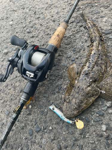 マゴチの釣果