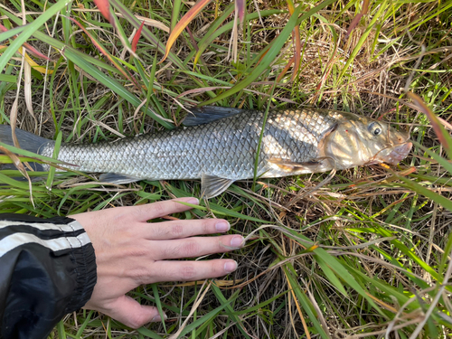 ニゴイの釣果