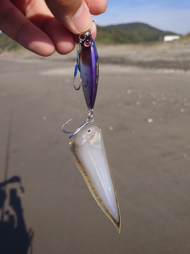 シタビラメの釣果