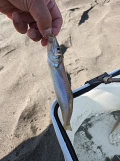 シロギスの釣果