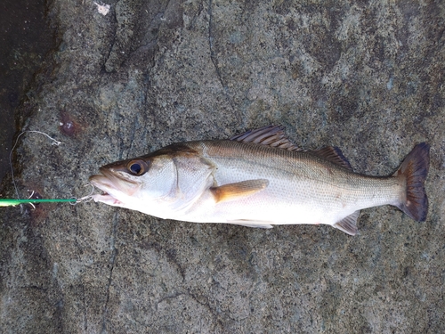 フッコ（マルスズキ）の釣果