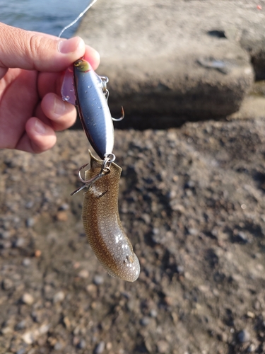 シタビラメの釣果