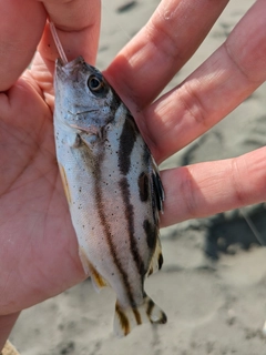 コトヒキの釣果