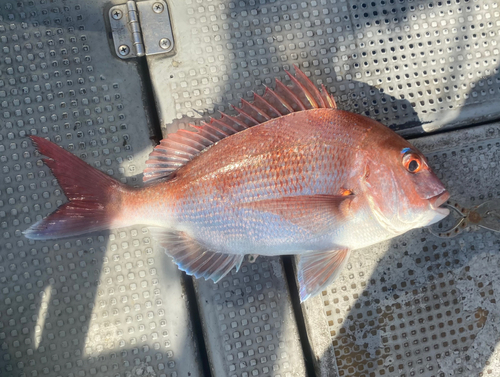 マダイの釣果