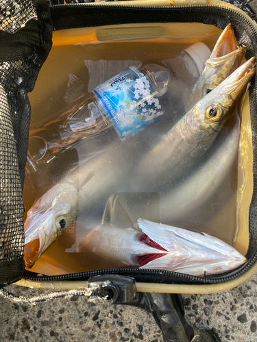 カマスの釣果