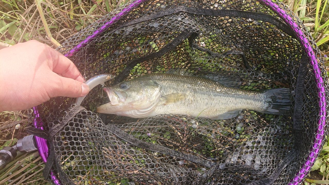 ラージマウスバス