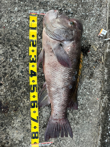 カンダイの釣果