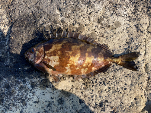 アイゴの釣果