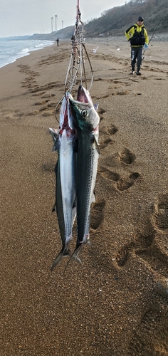 サゴシの釣果