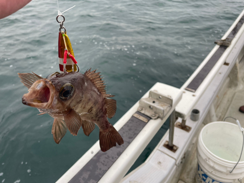 メバルの釣果