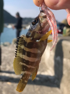 アカハタの釣果