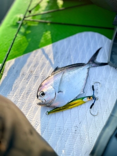 シマガツオの釣果