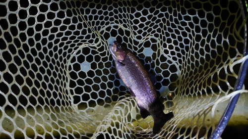 ニジマスの釣果