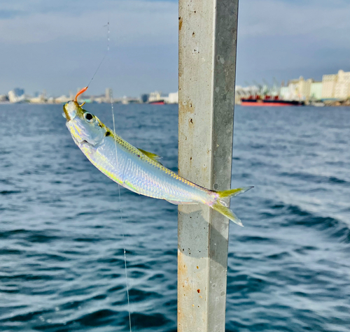 サッパの釣果