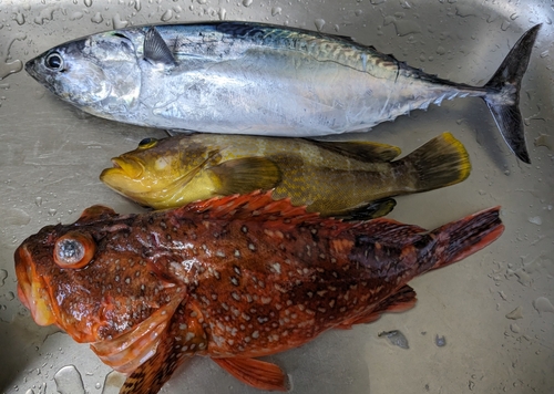 ヒラソウダの釣果