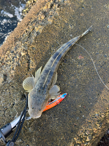 マゴチの釣果