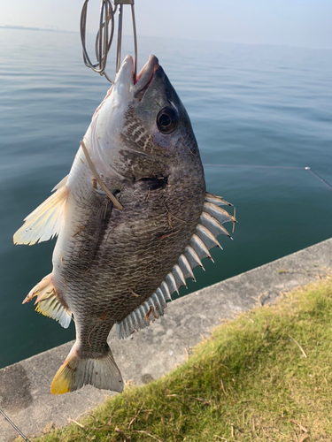 キビレの釣果