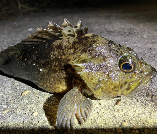 クロソイの釣果