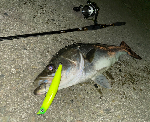 シーバスの釣果