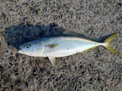 ヤズの釣果