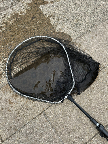 ツバクロエイの釣果