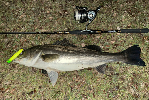 シーバスの釣果