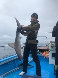 サメの釣果