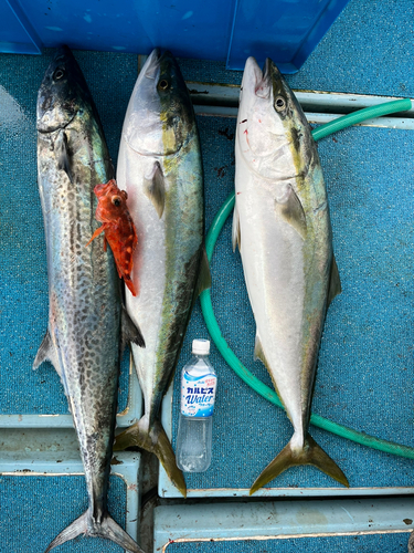 ハマチの釣果