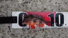 ハオコゼの釣果