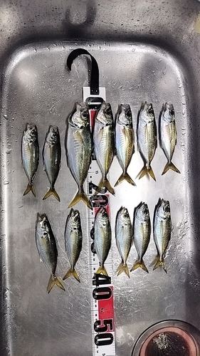 アジの釣果