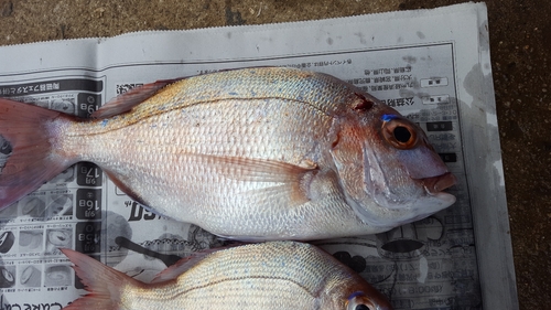 マダイの釣果