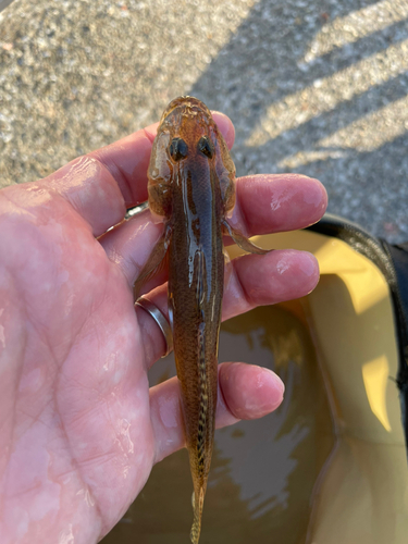 マハゼの釣果