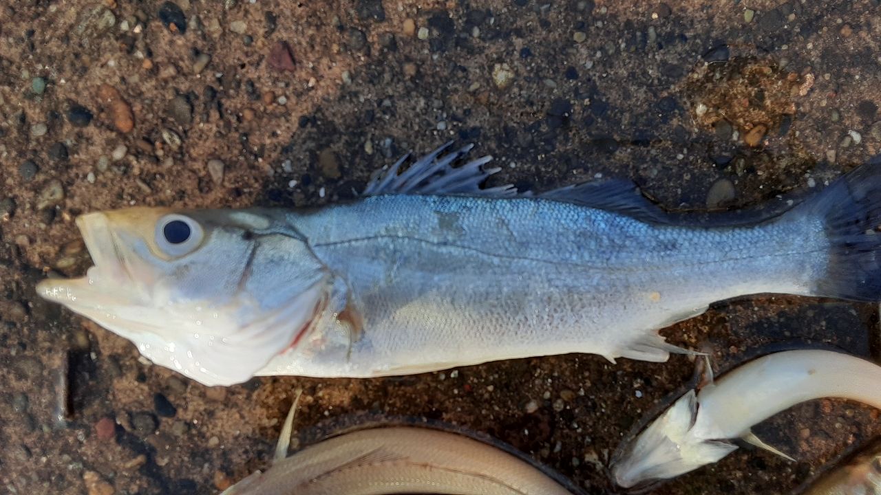 セイゴ（タイリクスズキ）