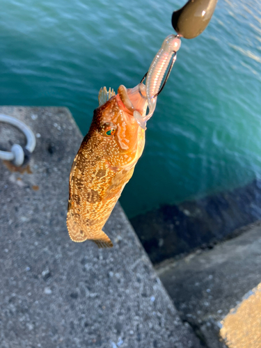 アイナメの釣果